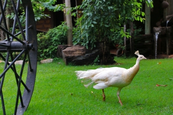 [Espaço Fotográfico com Animais]