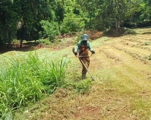 Roçagem de Lotes