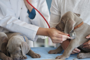 [Consulta veterinária Domiciliar]