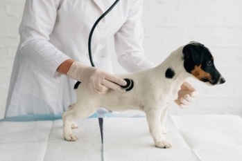 [Veterinário Gastroenterologista]