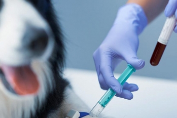 [Veterinário Hematologista]