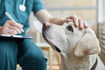 [Veterinário Neurologista]