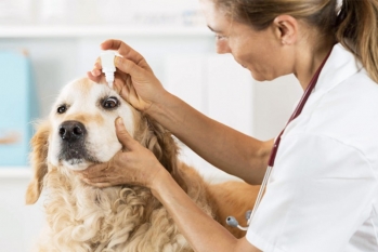 [Veterinário Oftalmologista]