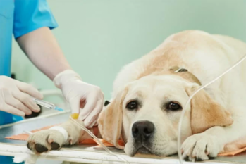 [Veterinário Oncologista]