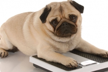 [Veterinário Endocrinologista]