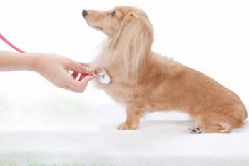 [Veterinário Cardiologista]