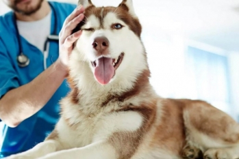 [Veterinário Dermatologista]