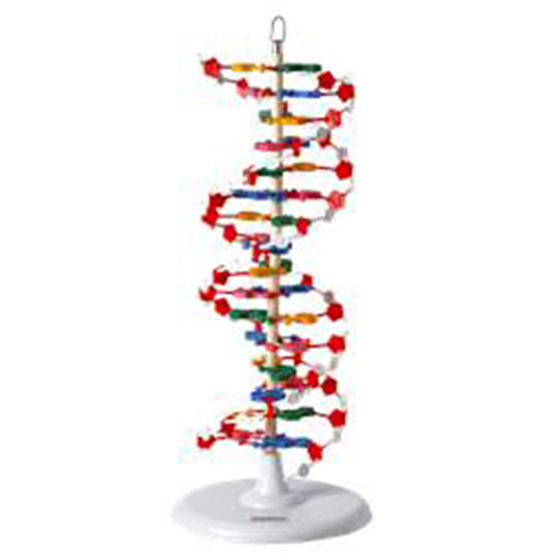 Modelo Dupla Hélice de DNA