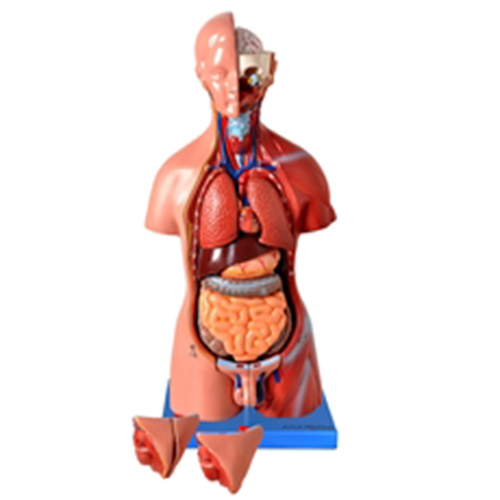 Modelo Anatômico do Torso